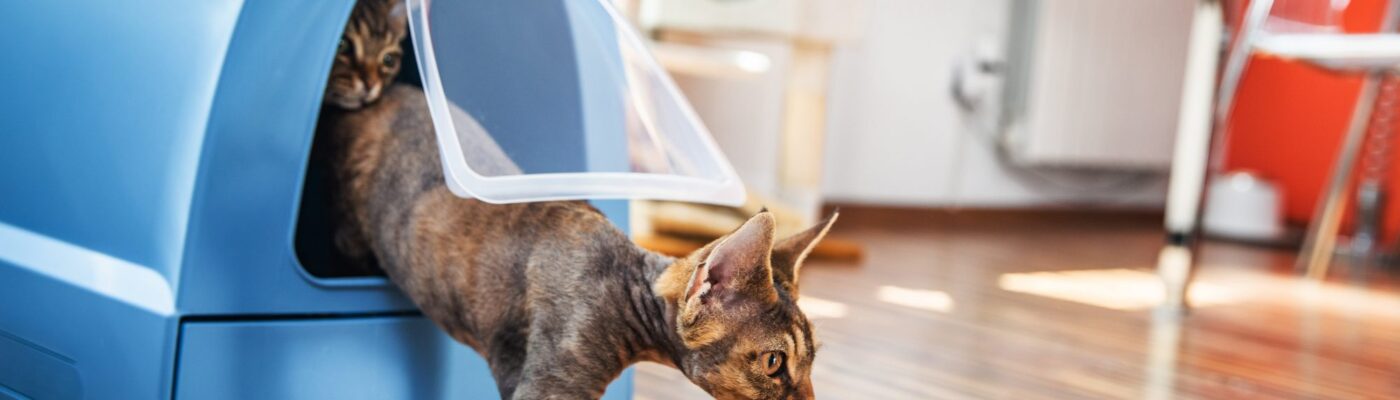 The Ultimate Guide to Picking the Perfect Litter Box for Your Cat